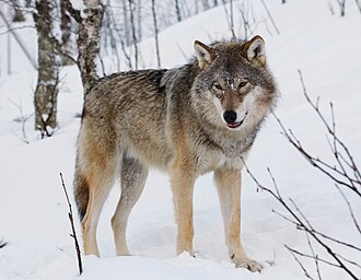 Wolves